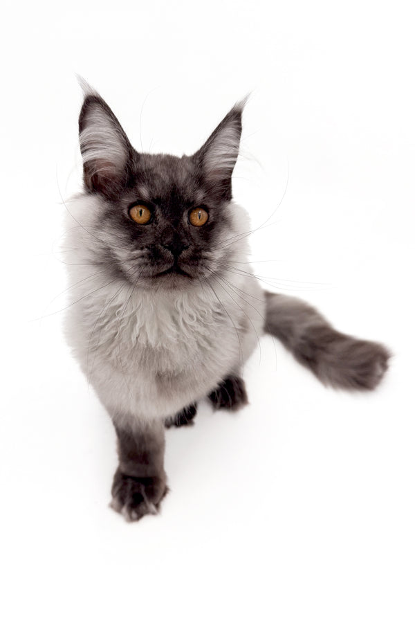 Junon | Maine Coon Kitten
