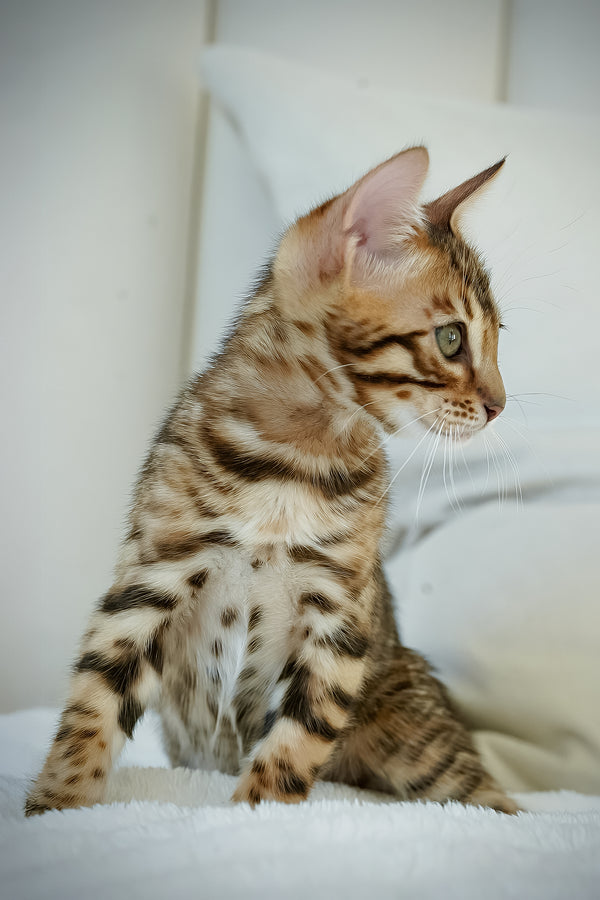 Justin | Bengal Kitten