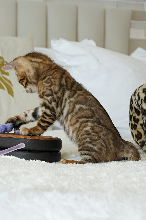 Justin | Bengal Kitten