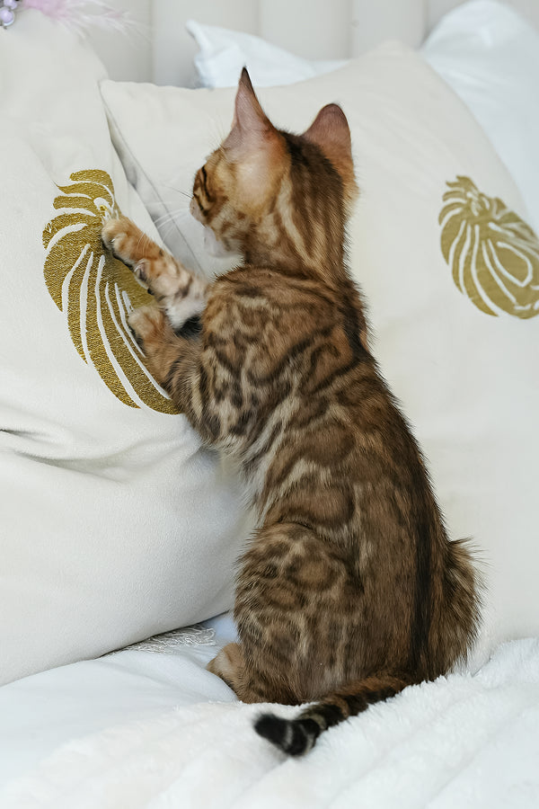 Justin | Bengal Kitten