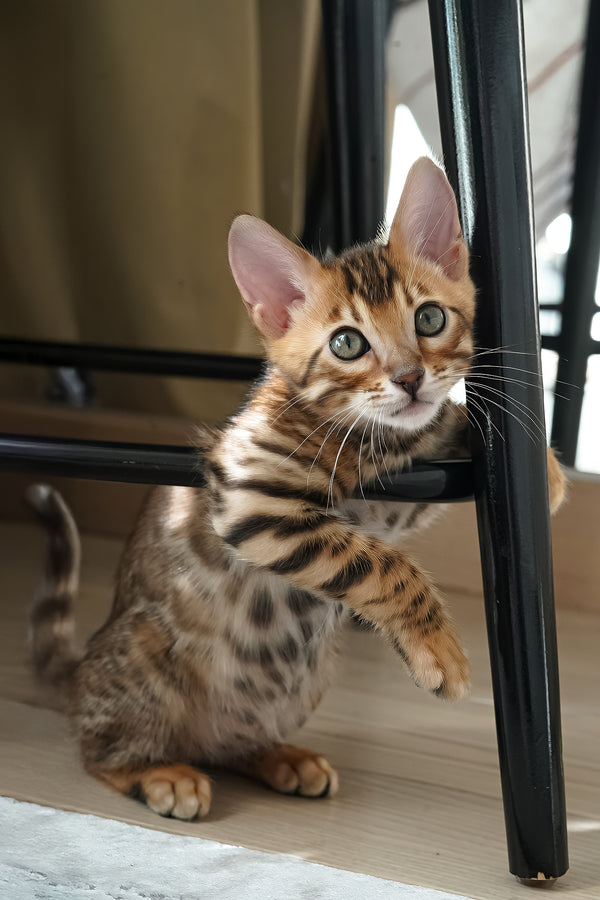 Justin | Bengal Kitten