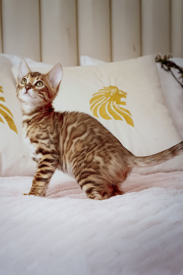 Justin | Bengal Kitten
