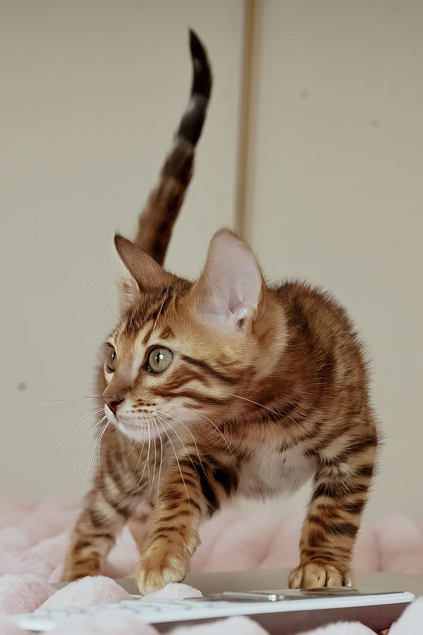 Justin | Bengal Kitten