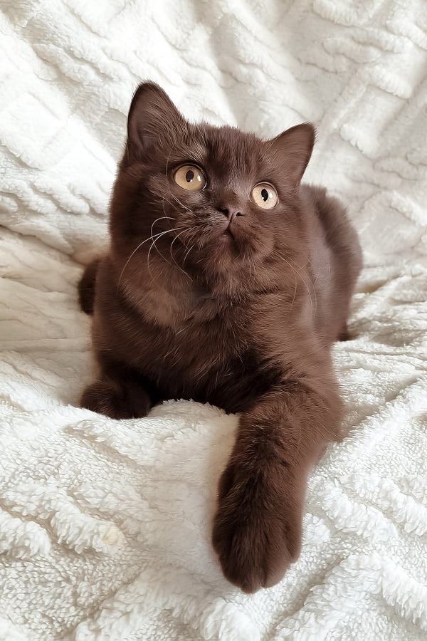 Kim | British Shorthair Kitten