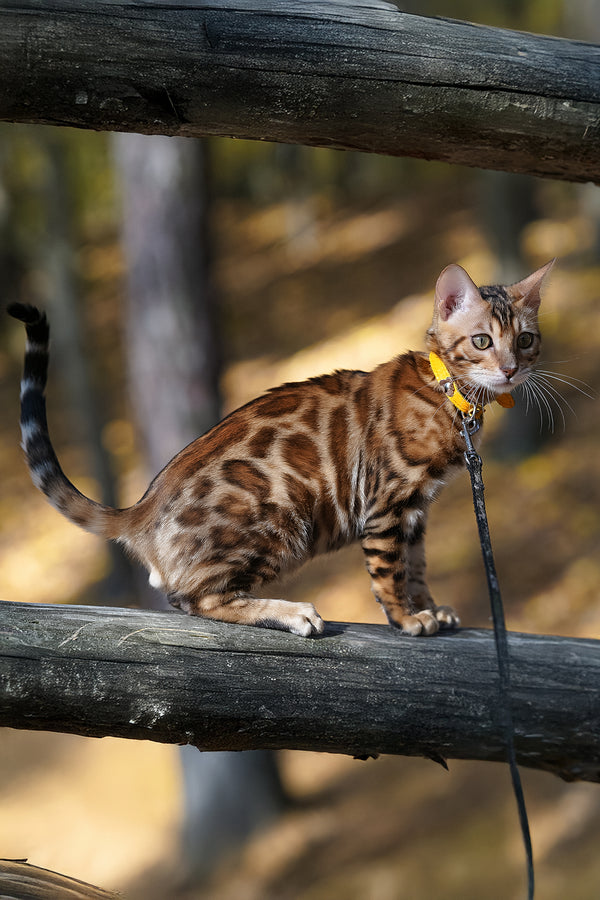 Kailas | Bengal Kitten