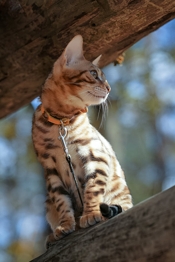 Kailas | Bengal Kitten
