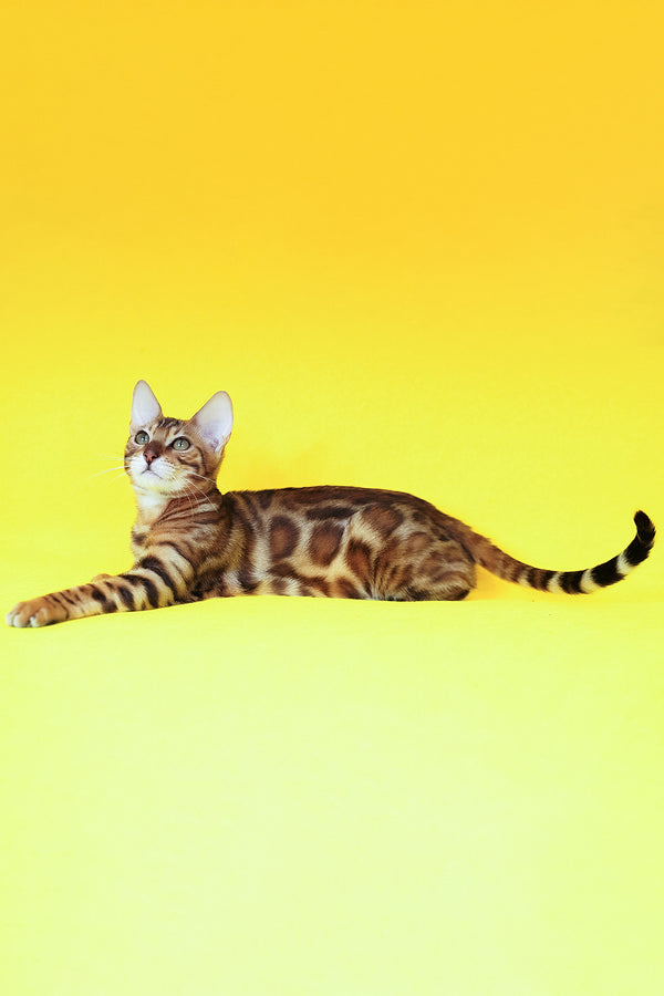 Kailas | Bengal Kitten