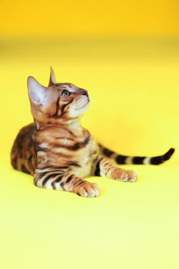 Kailas | Bengal Kitten