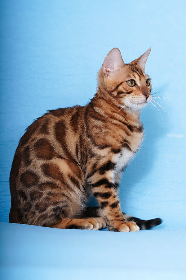Kailas | Bengal Kitten