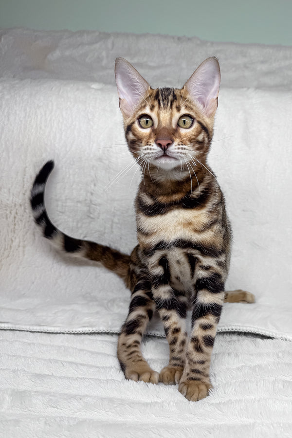 King | Bengal Kitten