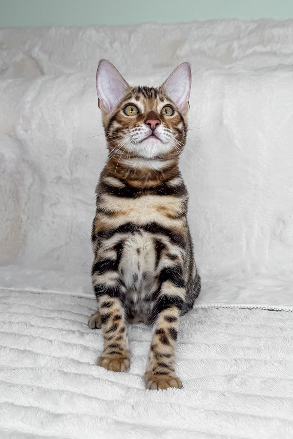 King | Bengal Kitten