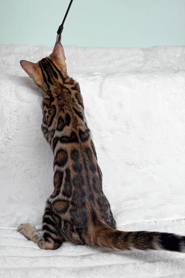 King | Bengal Kitten