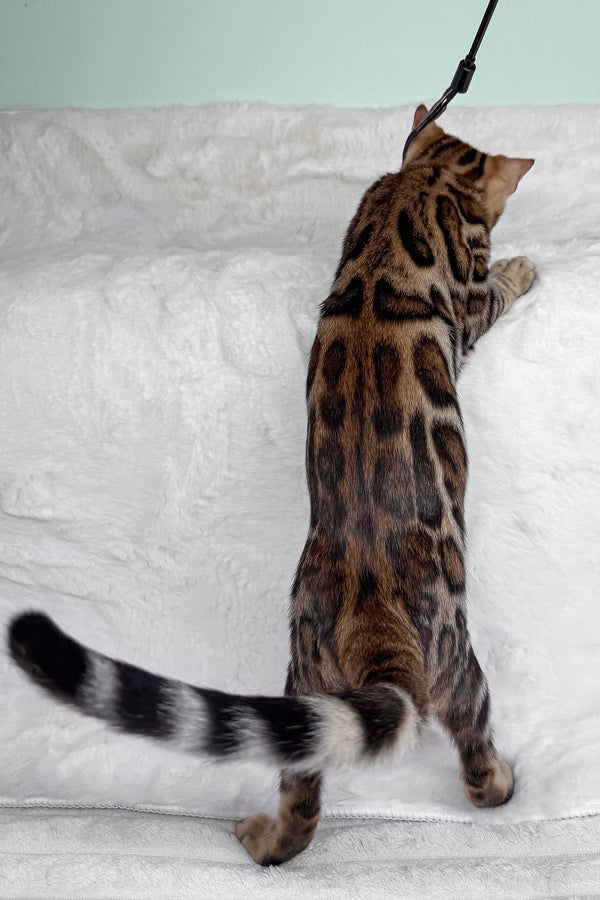 King | Bengal Kitten