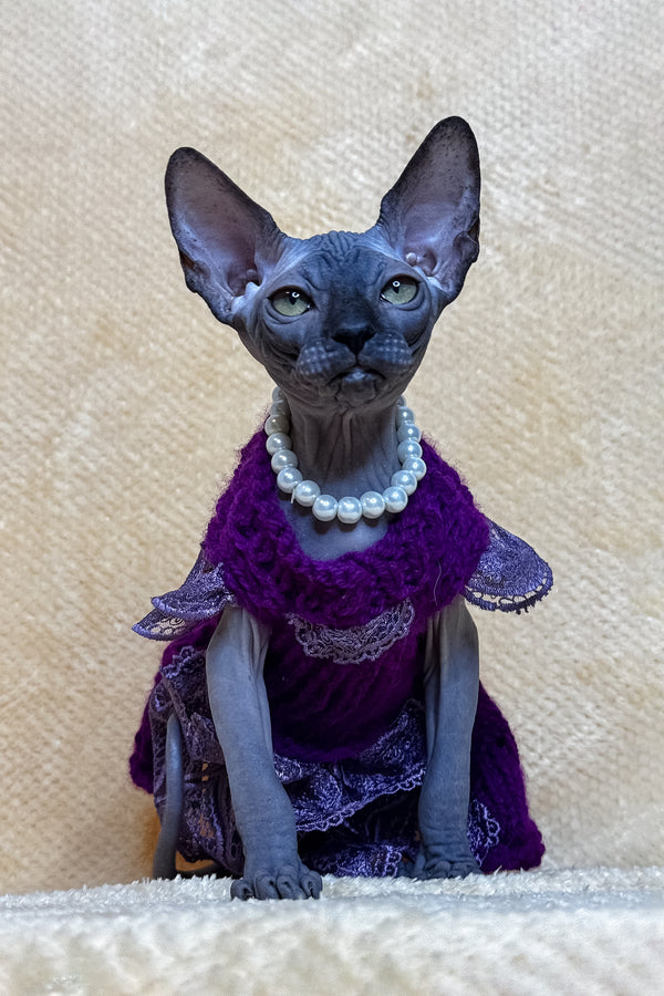 Lilu | Canadian Sphynx Kitten