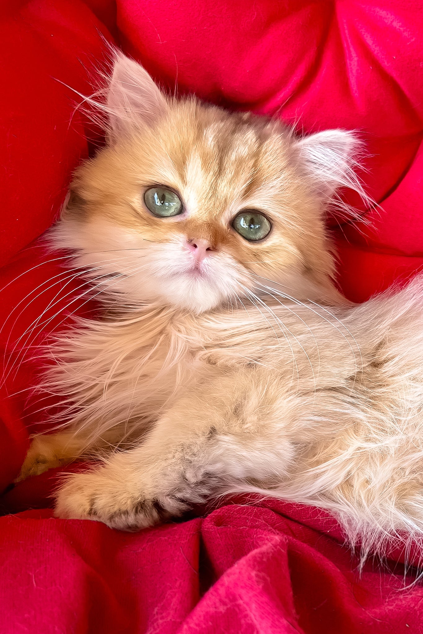 Orange British Longhair Kittens Longhair Cat Persian Cat Orange