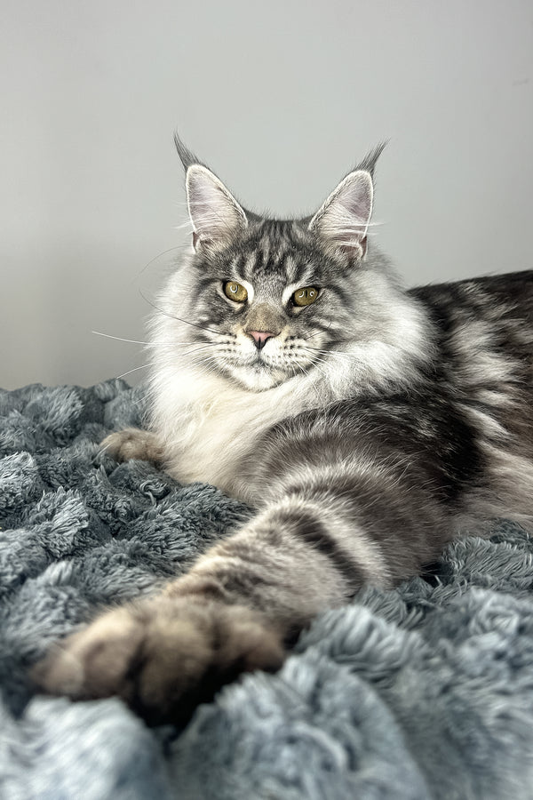 Lord | Maine Coon Kitten