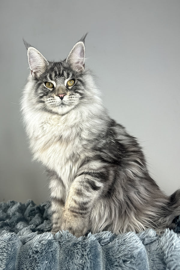 Lord | Maine Coon Kitten
