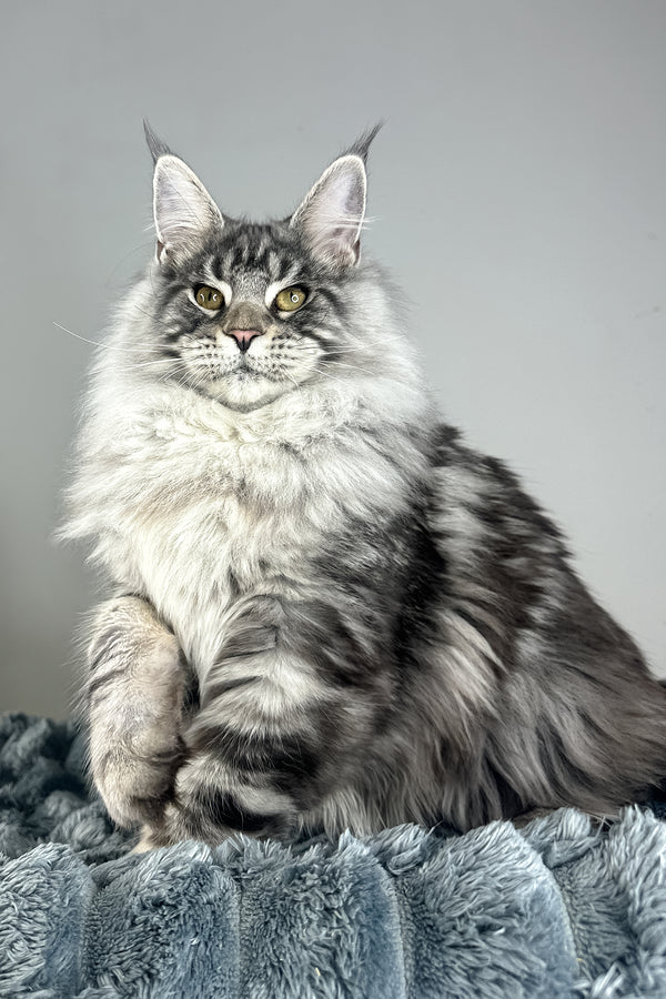 Lord | Maine Coon Kitten