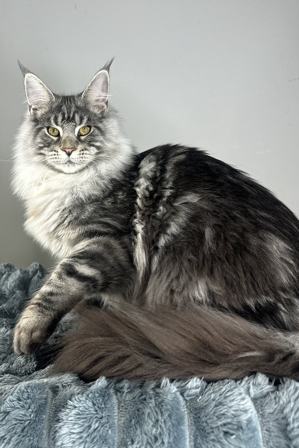 Lord | Maine Coon Kitten