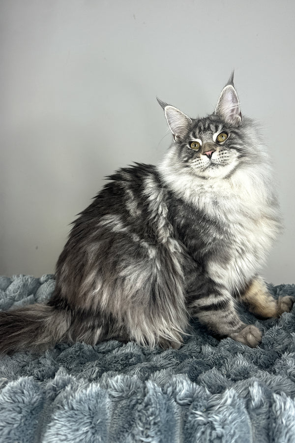 Lord | Maine Coon Kitten