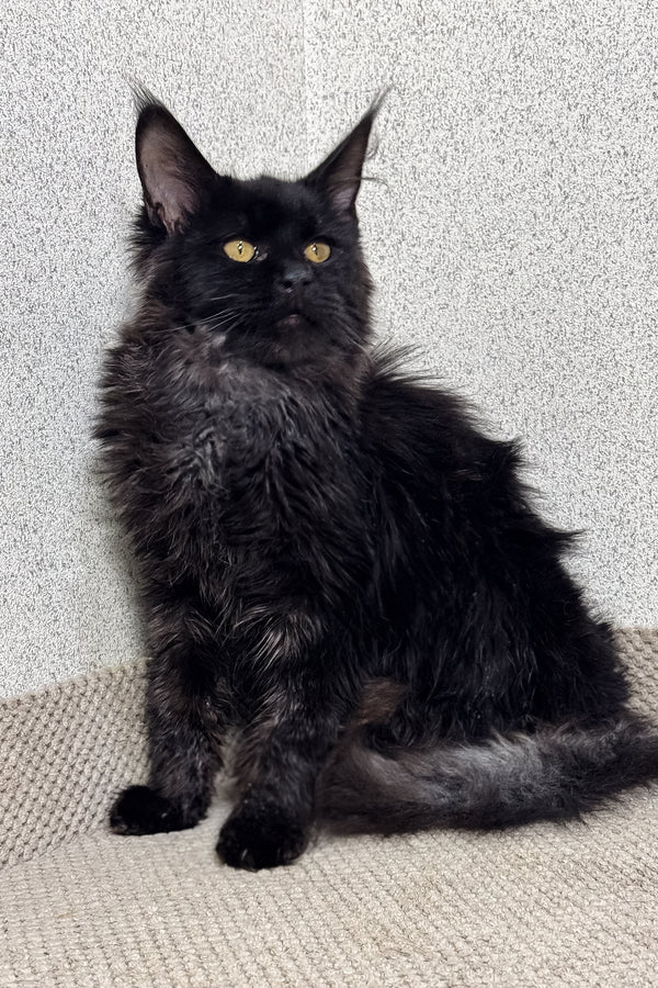 Major | Maine Coon Kitten