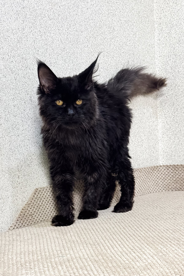 Major | Maine Coon Kitten