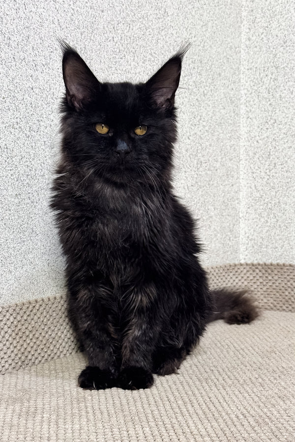 Major | Maine Coon Kitten