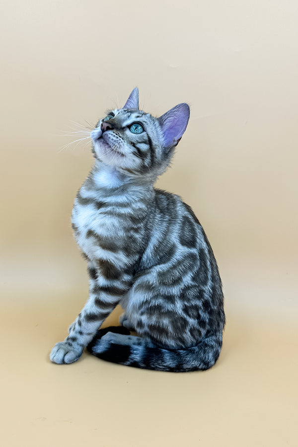 Marcus | Bengal Kitten