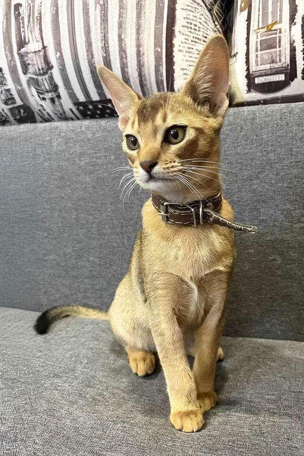 Marik | Abyssinian Kitten