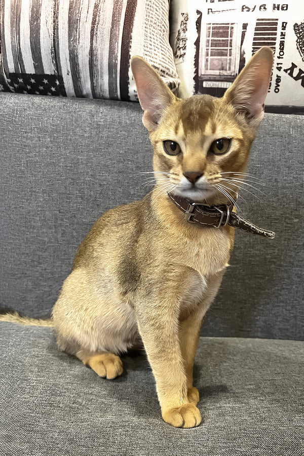 Marik | Abyssinian Kitten