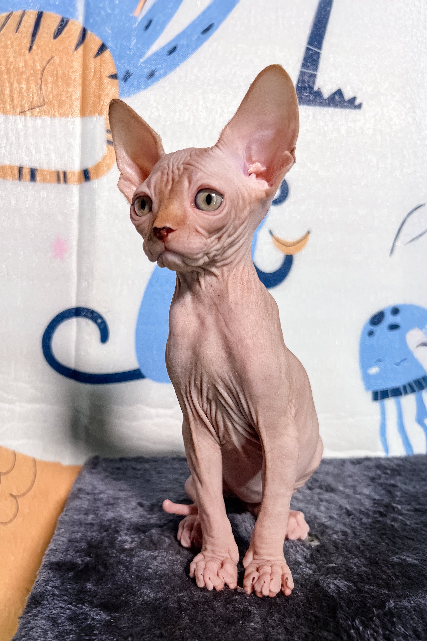 Martin Canadian Sphynx Kitten with Big Blue Eyes