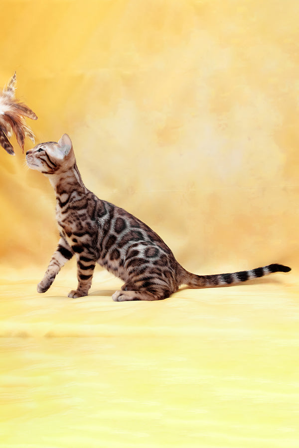 Marvel | Bengal Kitten