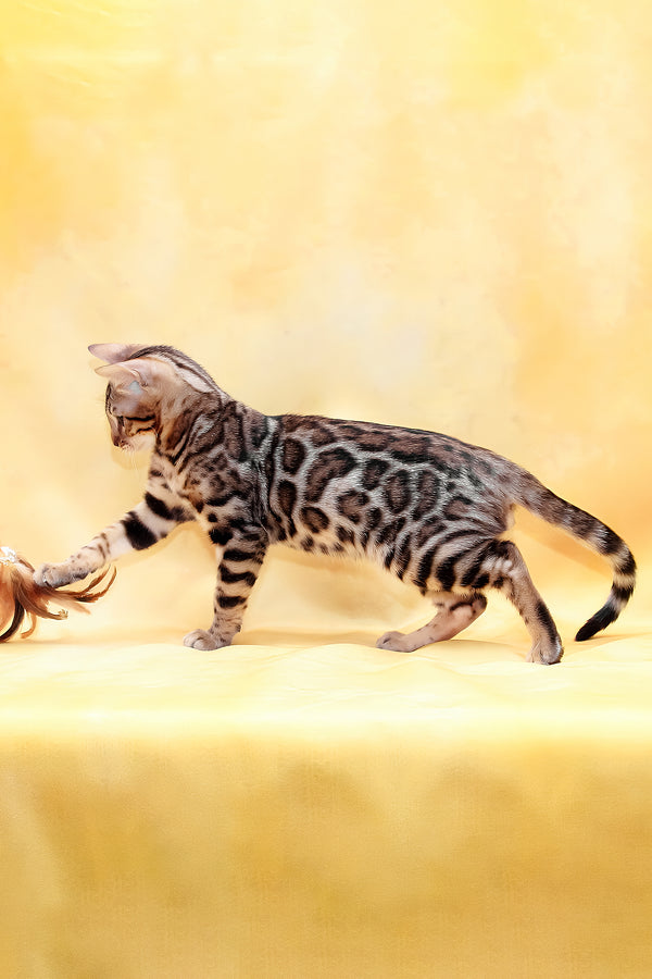Marvel | Bengal Kitten