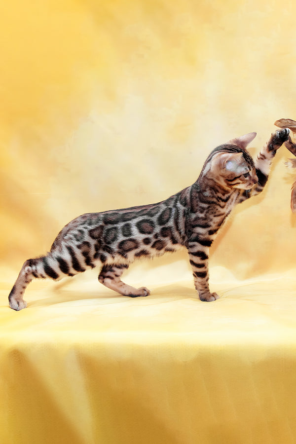 Marvel | Bengal Kitten