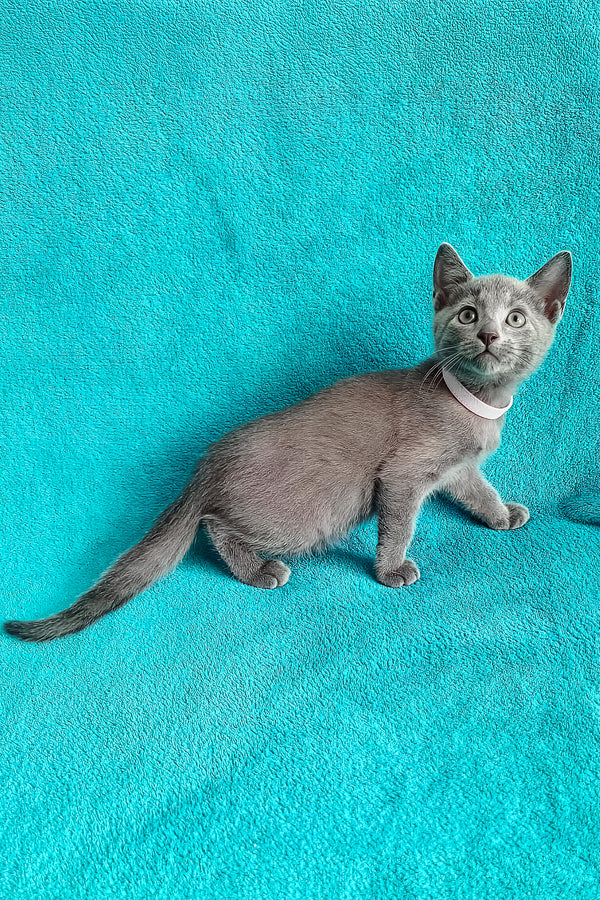 Mary | Russian Blue Kitten