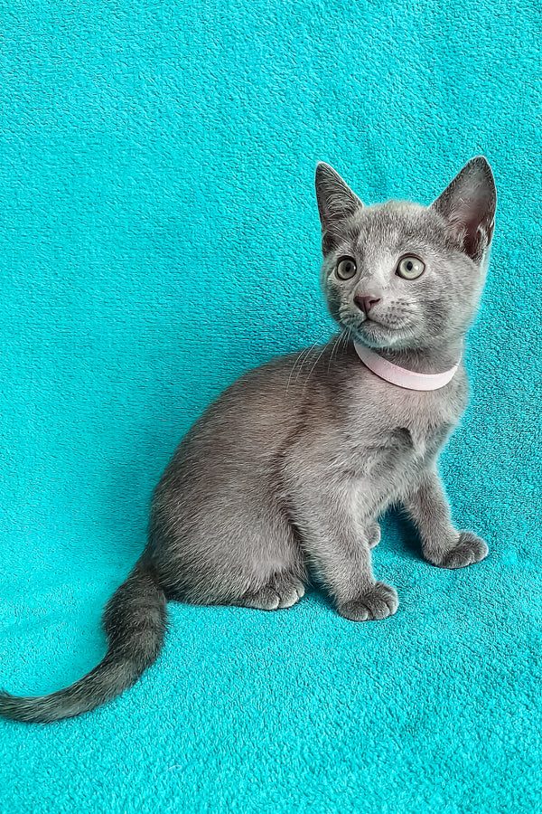 Mary | Russian Blue Kitten
