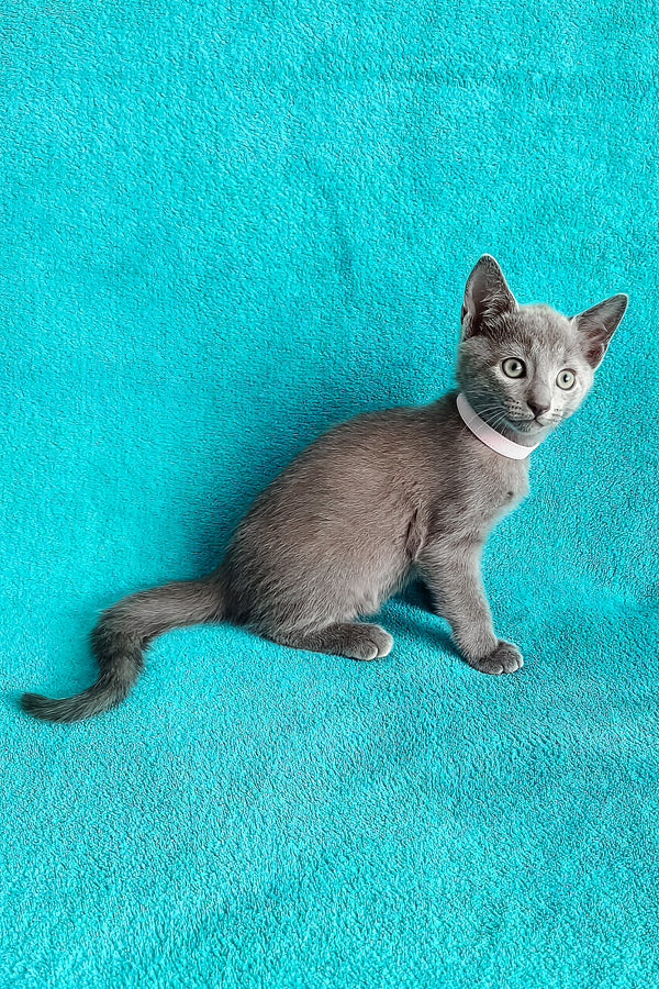 Mary | Russian Blue Kitten