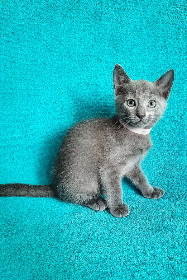 Mary | Russian Blue Kitten