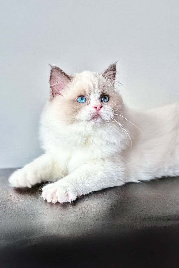 Max | Ragdoll Kitten