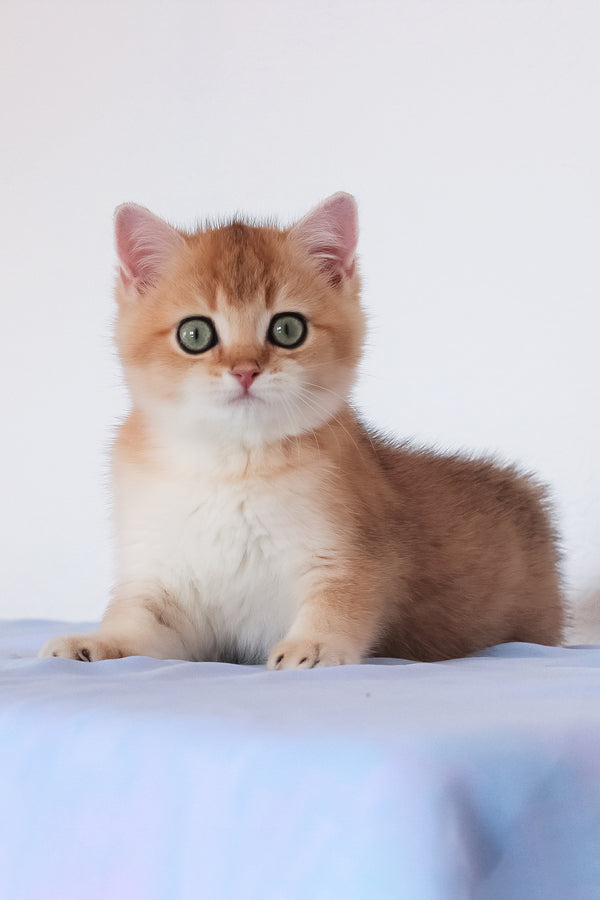 Maks | British Shorthair Kitten