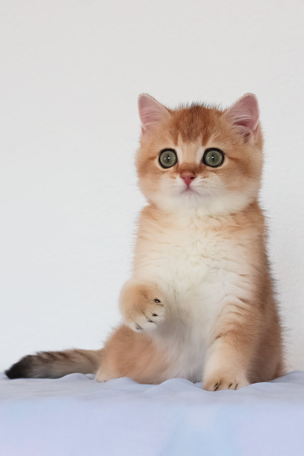 Maks | British Shorthair Kitten