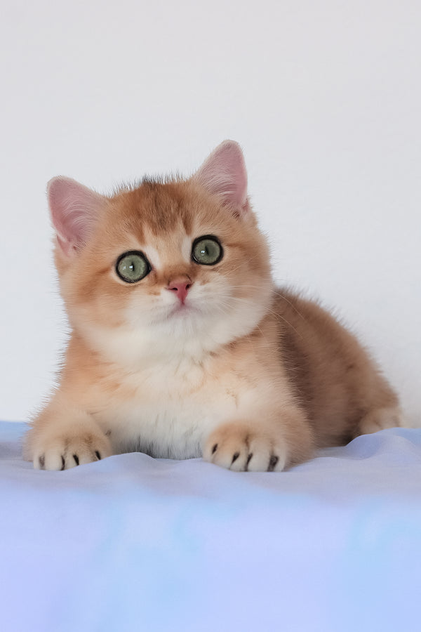 Maks | British Shorthair Kitten