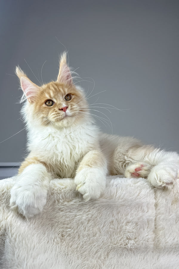 Maximillian | Maine Coon Kitten