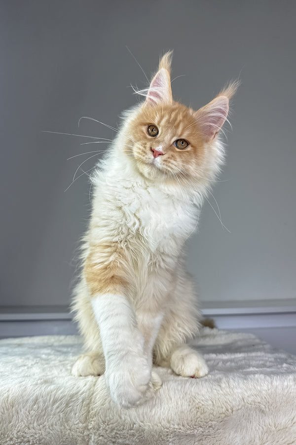 Maximillian | Maine Coon Kitten