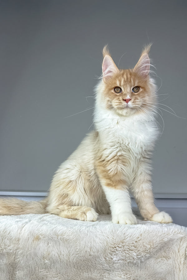 Maximillian | Maine Coon Kitten