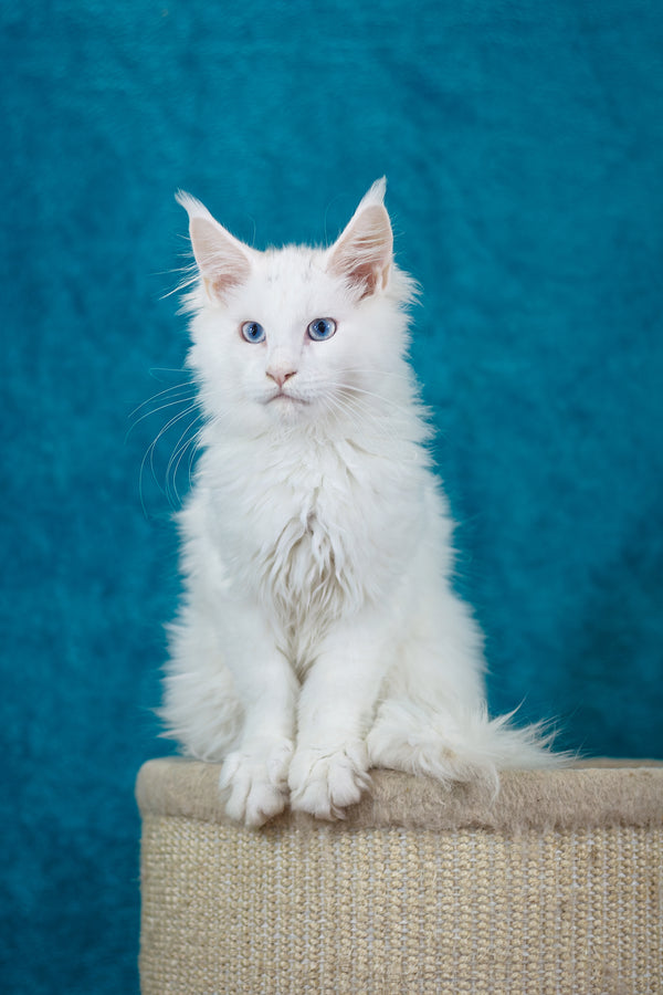Mazurka Ice | Maine Coon Kitten