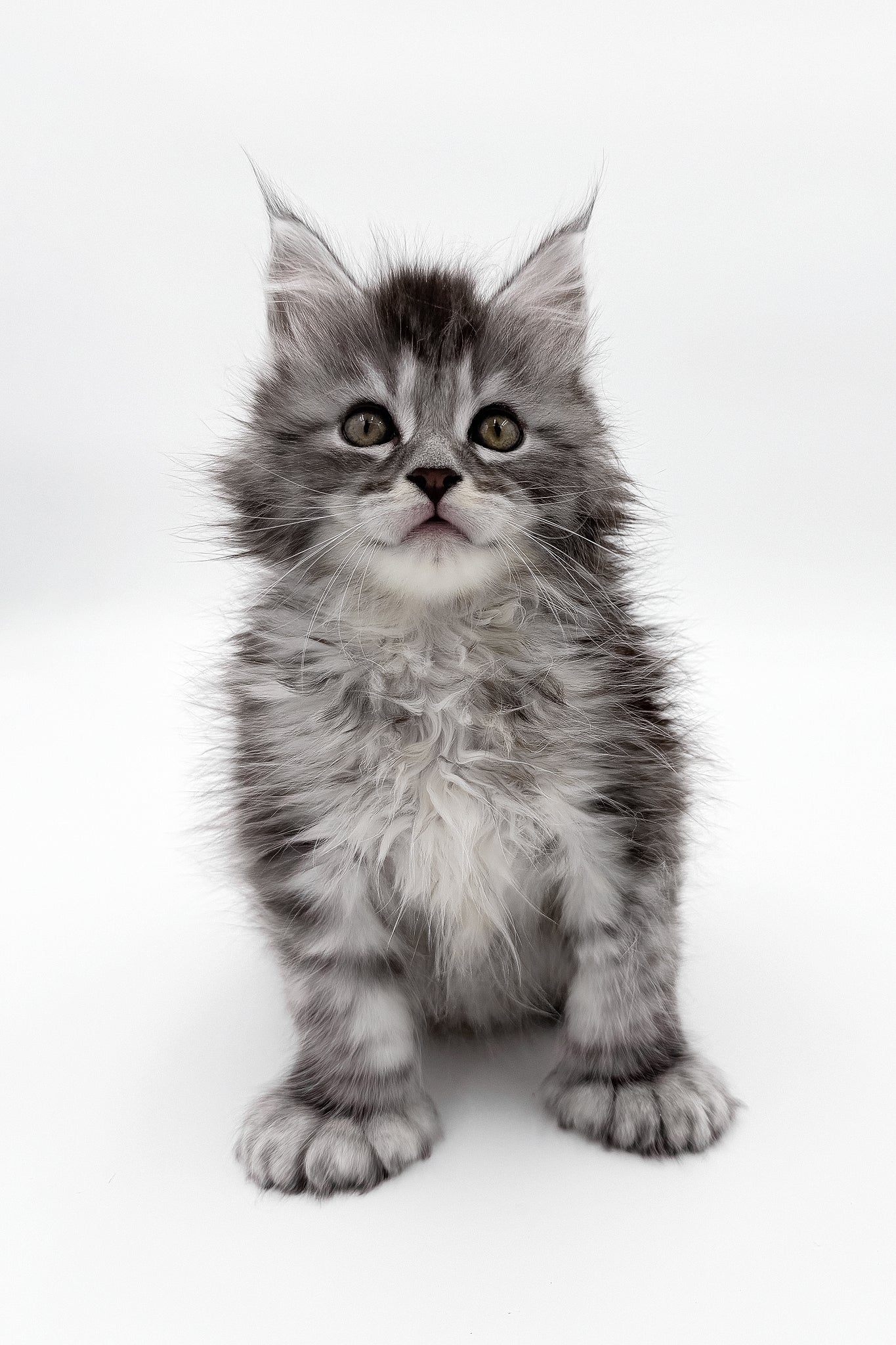 Meet McLarens, the Adorable Fluffy Polydactyl Maine Coon Kitten