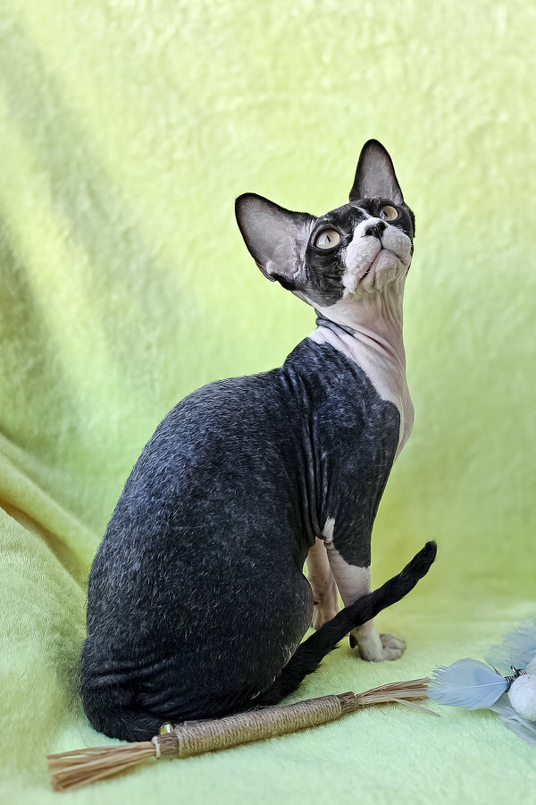 Xander | Devon Rex Kitten
