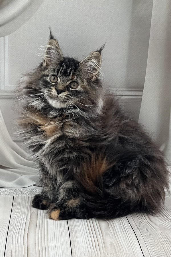 Naf-naf | Maine Coon Kitten