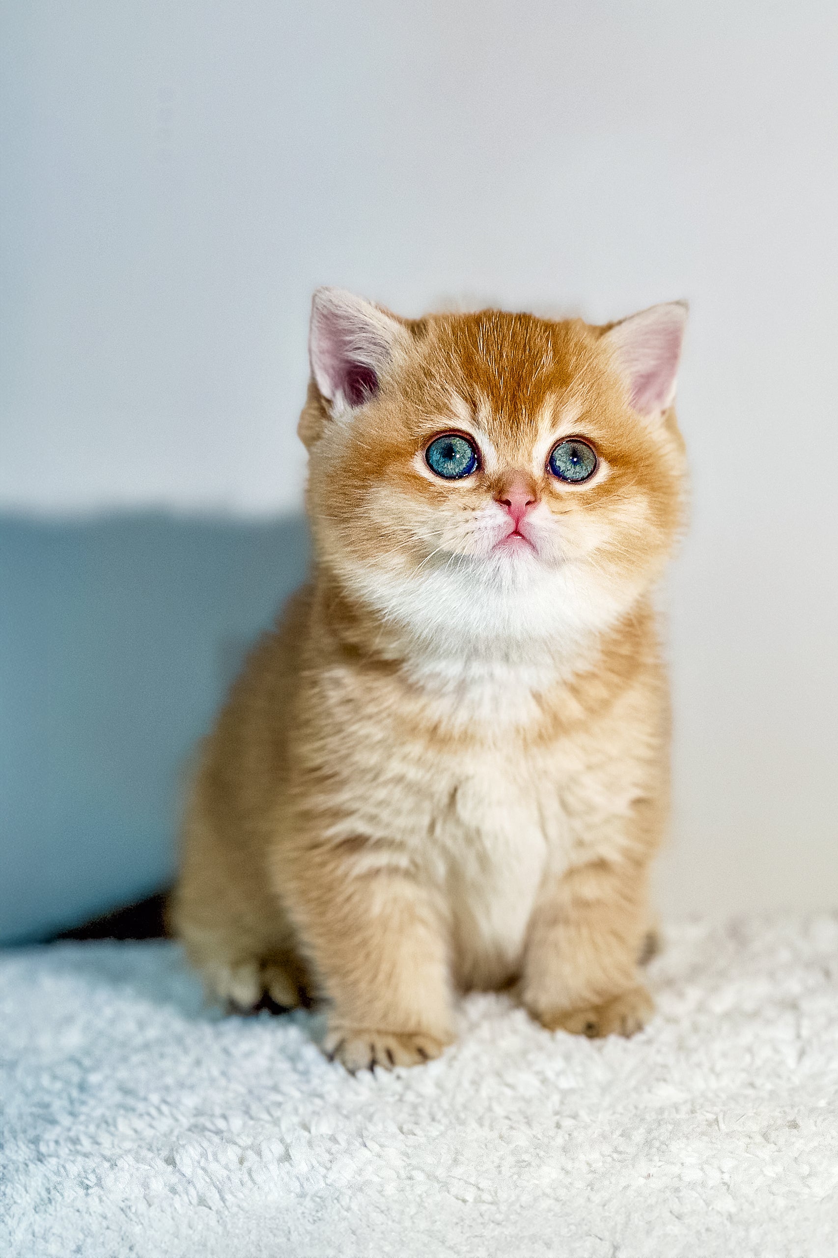 nika-the-british-shorthair-kitten-with-blue-eyes